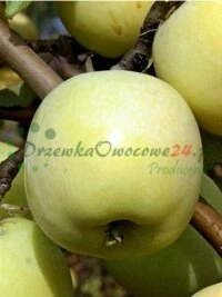Arbusti da frutto e alberi in assortimento completo per giardinieri