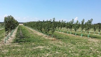 Produzione di alberi da frutto sui terreni fertili della regione di Lublino